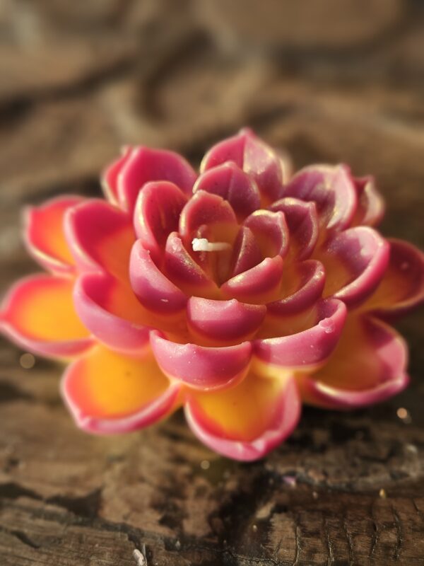 Moksha Lotus