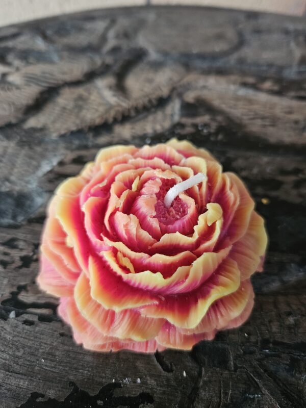 Peony Bloom